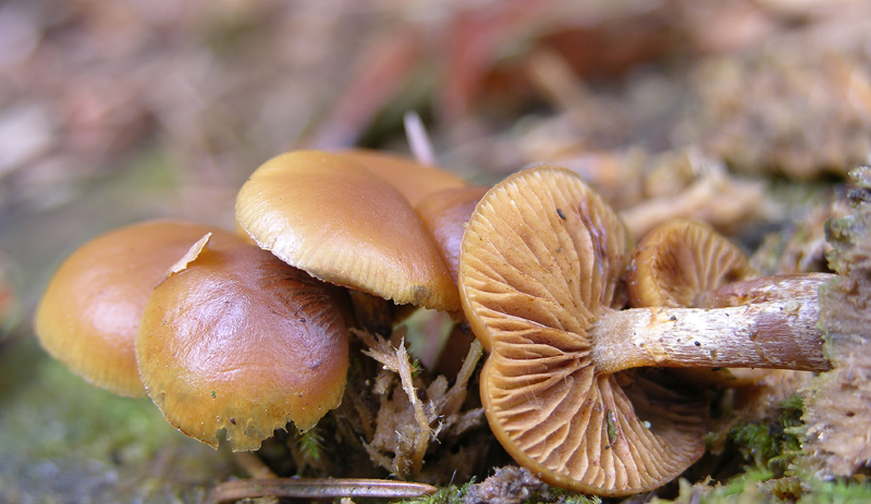 Galerina da determinare n36(2007)